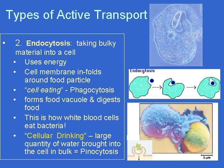 Types of Active Transport • 2. Endocytosis: taking bulky material into a cell •
