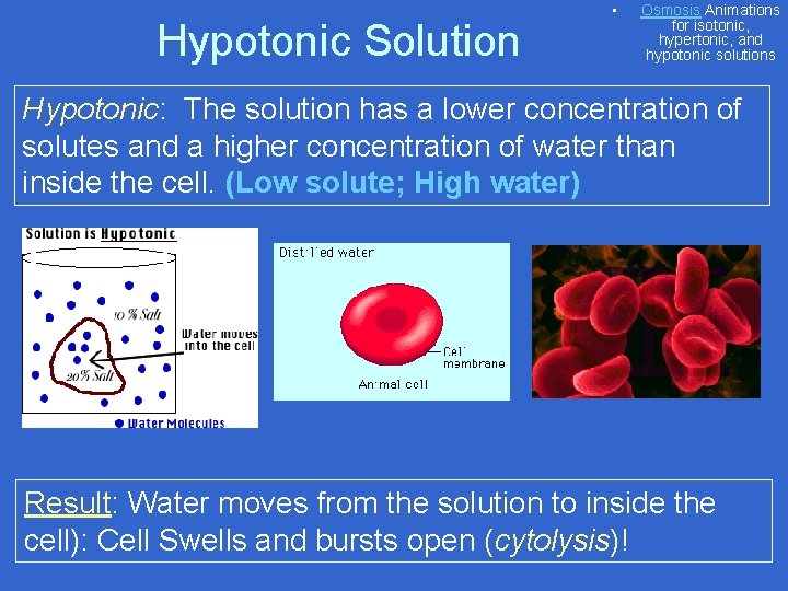 Hypotonic Solution • Osmosis Animations for isotonic, hypertonic, and hypotonic solutions Hypotonic: The solution