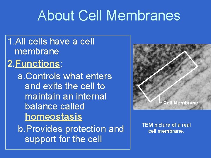 About Cell Membranes 1. All cells have a cell membrane 2. Functions: a. Controls