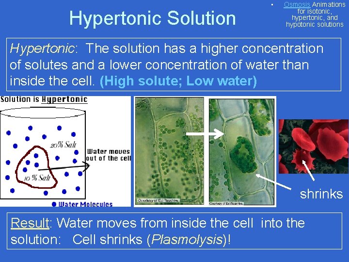 Hypertonic Solution • Osmosis Animations for isotonic, hypertonic, and hypotonic solutions Hypertonic: The solution