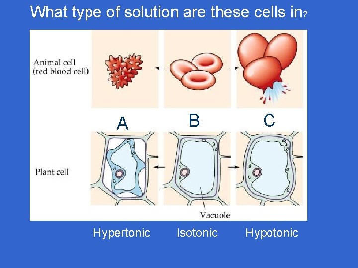 What type of solution are these cells in? A B C Hypertonic Isotonic Hypotonic