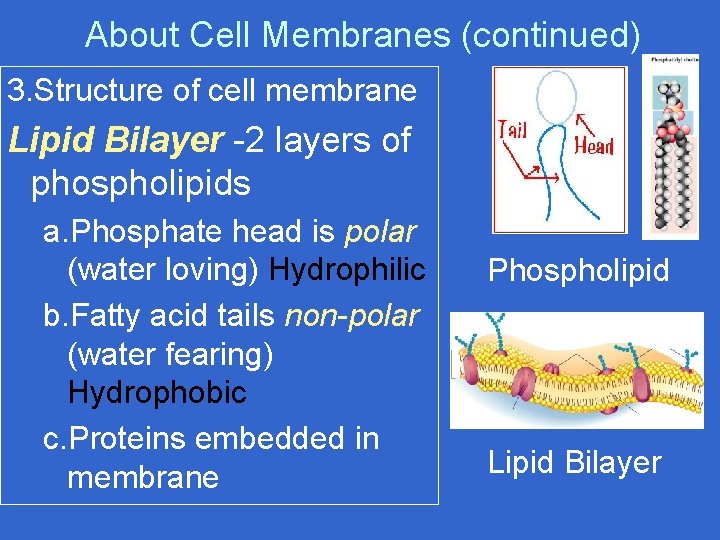 About Cell Membranes (continued) 3. Structure of cell membrane Lipid Bilayer -2 layers of