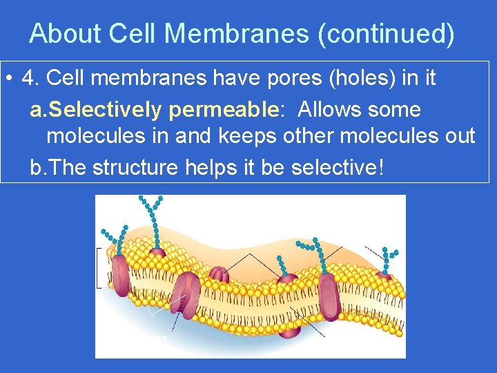 About Cell Membranes (continued) • 4. Cell membranes have pores (holes) in it a.