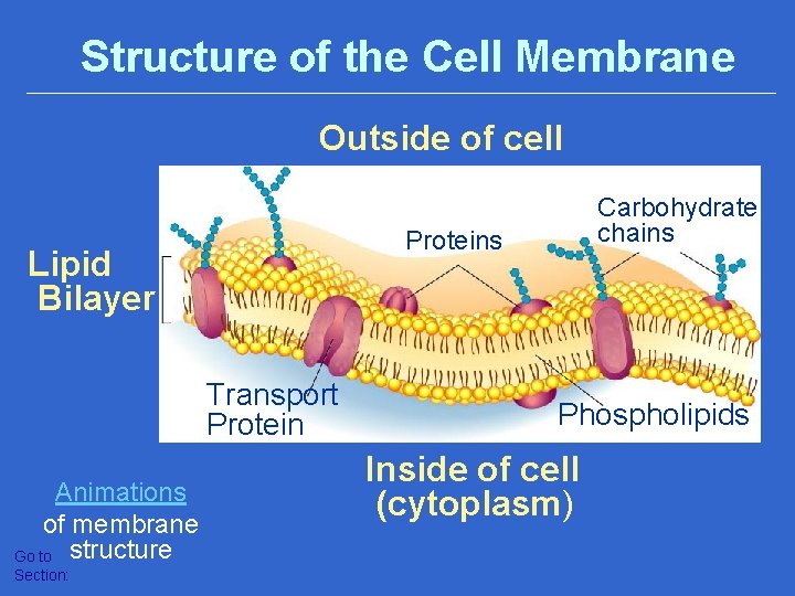 Structure of the Cell Membrane Outside of cell Proteins Lipid Bilayer Transport Protein Animations
