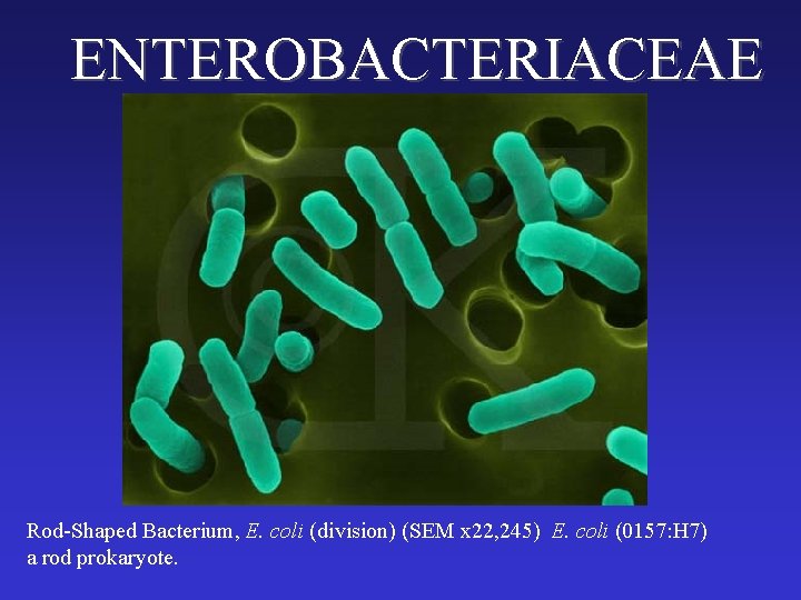 ENTEROBACTERIACEAE Rod-Shaped Bacterium, E. coli (division) (SEM x 22, 245) E. coli (0157: H