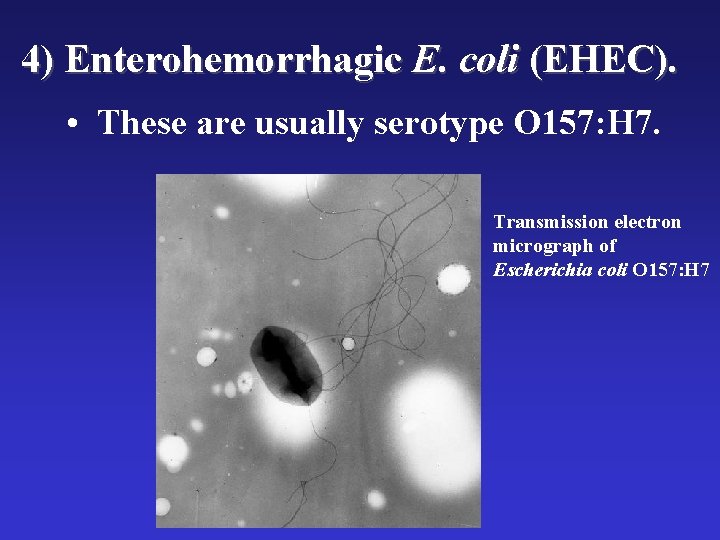 4) Enterohemorrhagic E. coli (EHEC). • These are usually serotype O 157: H 7.