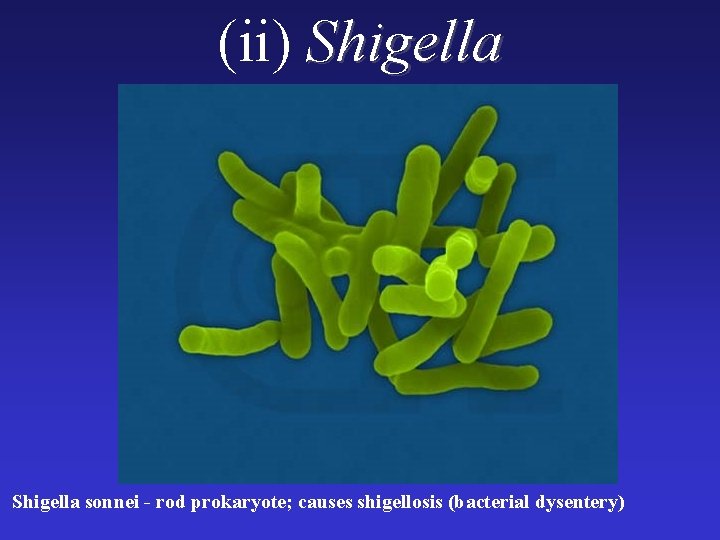 (ii) Shigella sonnei - rod prokaryote; causes shigellosis (bacterial dysentery) 