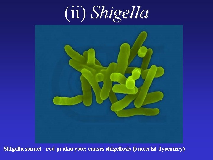 (ii) Shigella sonnei - rod prokaryote; causes shigellosis (bacterial dysentery) (ii) Shigella sonnei - rod prokaryote; causes shigellosis (bacterial dysentery)