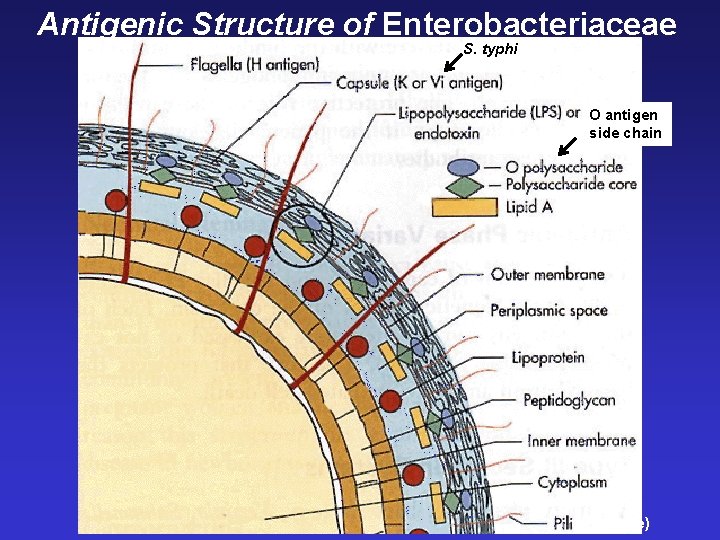 Antigenic Structure of Enterobacteriaceae S. typhi O antigen side chain (Fimbriae) 