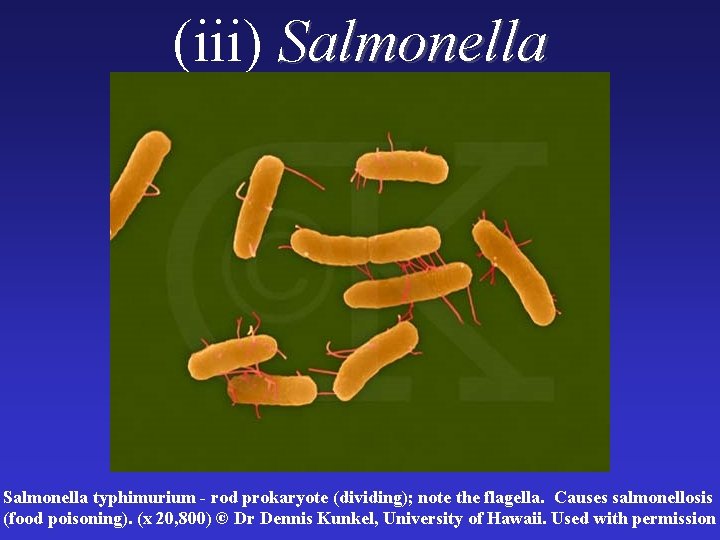(iii) Salmonella typhimurium - rod prokaryote (dividing); note the flagella. Causes salmonellosis (food poisoning).