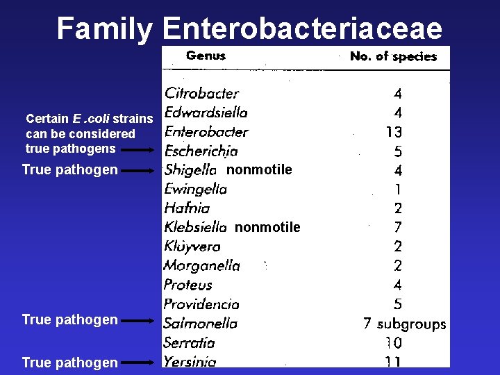 Family Enterobacteriaceae Certain E. coli strains can be considered true pathogens True pathogen (nonmotile)
