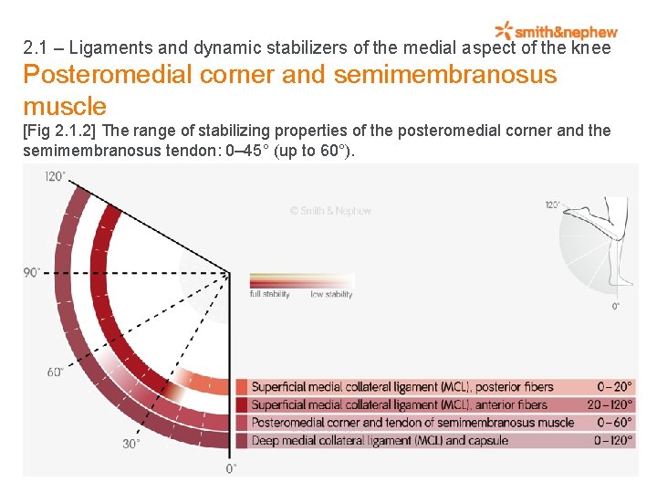 2. 1 – Ligaments and dynamic stabilizers of the medial aspect of the knee
