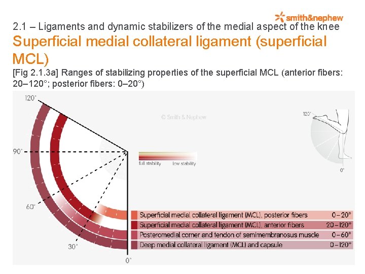 2. 1 – Ligaments and dynamic stabilizers of the medial aspect of the knee
