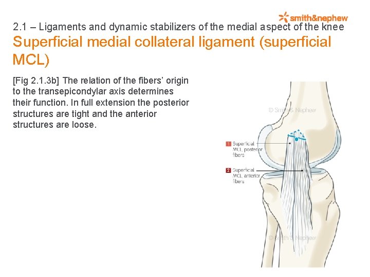 2. 1 – Ligaments and dynamic stabilizers of the medial aspect of the knee
