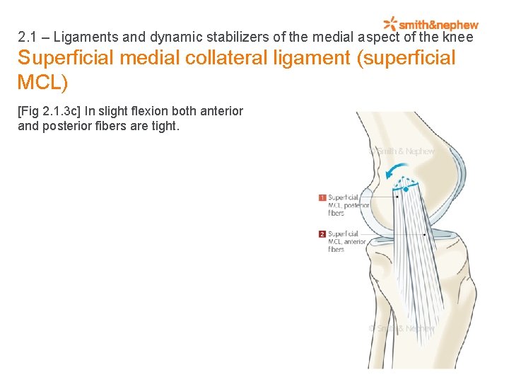 2. 1 – Ligaments and dynamic stabilizers of the medial aspect of the knee