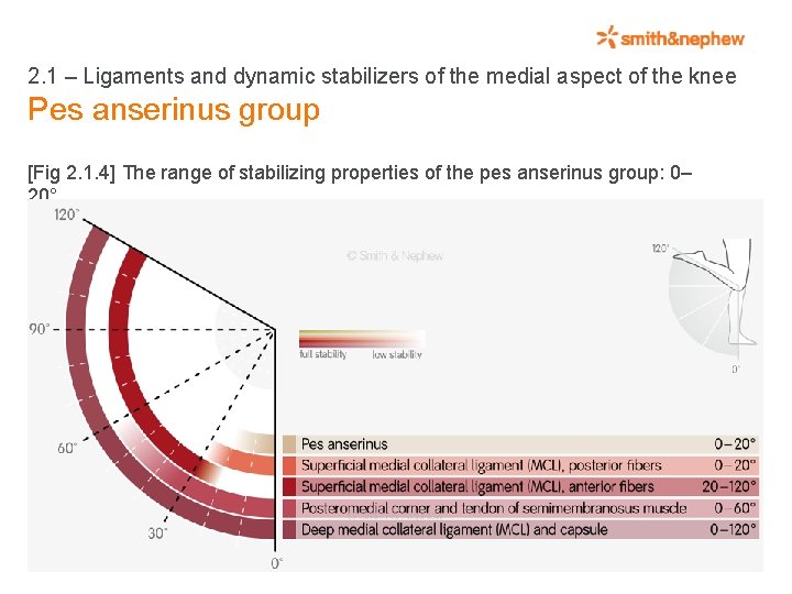 2. 1 – Ligaments and dynamic stabilizers of the medial aspect of the knee