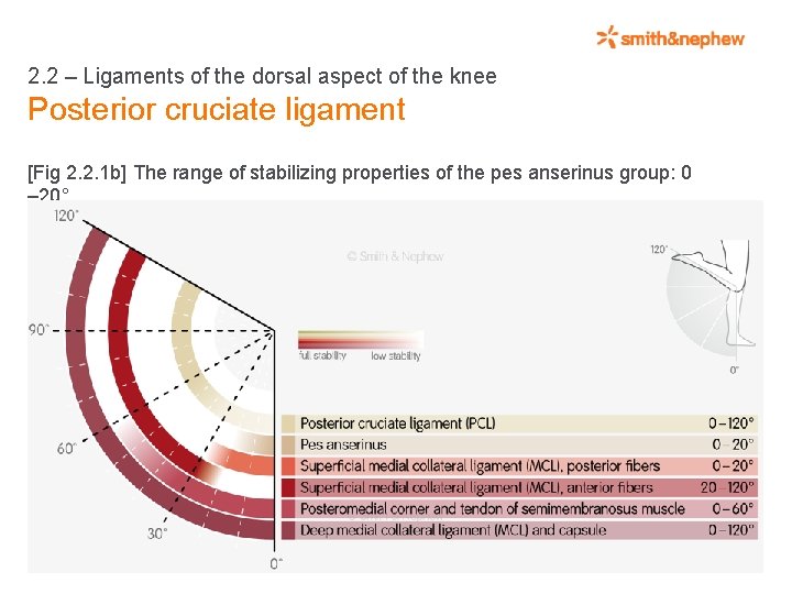 2. 2 – Ligaments of the dorsal aspect of the knee Posterior cruciate ligament