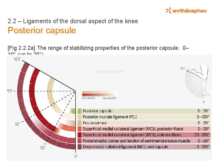2. 2 – Ligaments of the dorsal aspect of the knee Posterior capsule [Fig