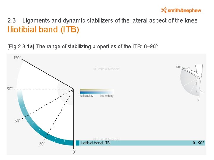 2. 3 – Ligaments and dynamic stabilizers of the lateral aspect of the knee