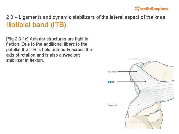 2. 3 – Ligaments and dynamic stabilizers of the lateral aspect of the knee