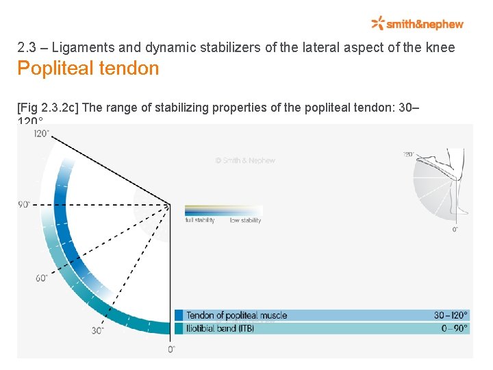 2. 3 – Ligaments and dynamic stabilizers of the lateral aspect of the knee