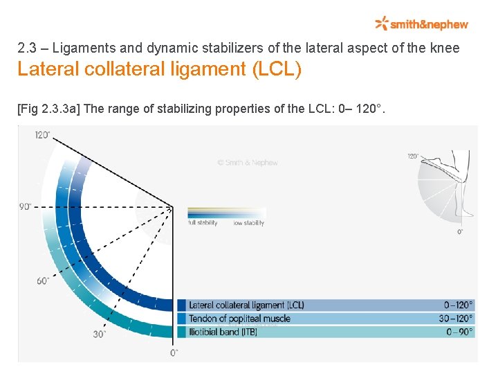 2. 3 – Ligaments and dynamic stabilizers of the lateral aspect of the knee