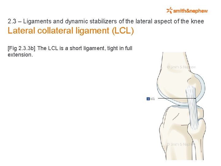 2. 3 – Ligaments and dynamic stabilizers of the lateral aspect of the knee