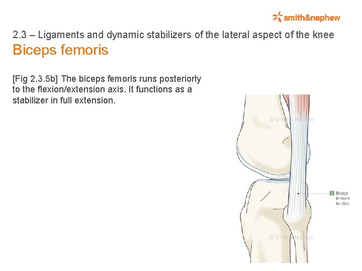 2. 3 – Ligaments and dynamic stabilizers of the lateral aspect of the knee