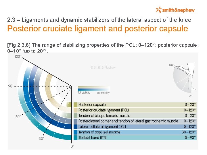 2. 3 – Ligaments and dynamic stabilizers of the lateral aspect of the knee