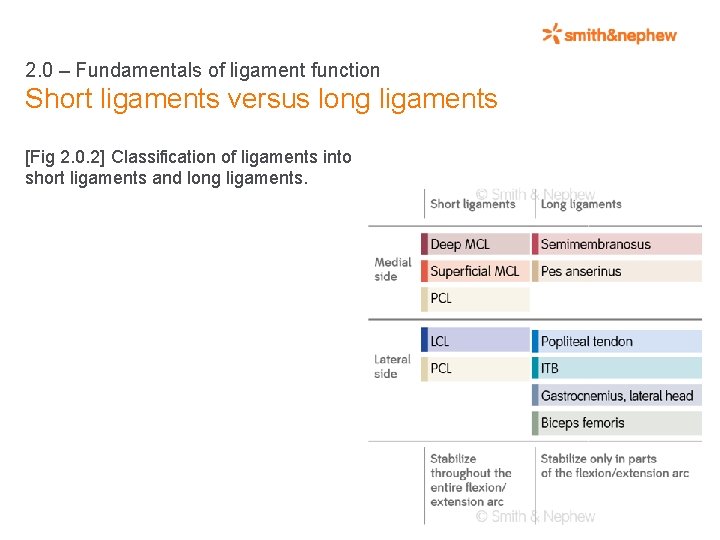 2. 0 – Fundamentals of ligament function Short ligaments versus long ligaments [Fig 2.
