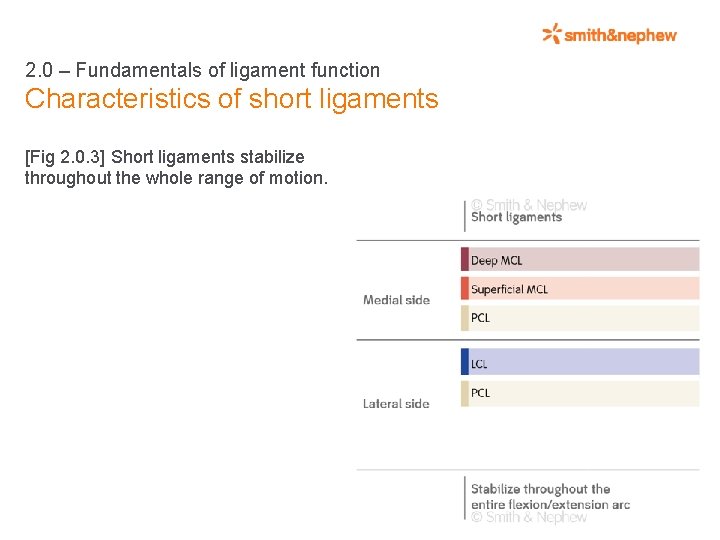 2. 0 – Fundamentals of ligament function Characteristics of short ligaments [Fig 2. 0.