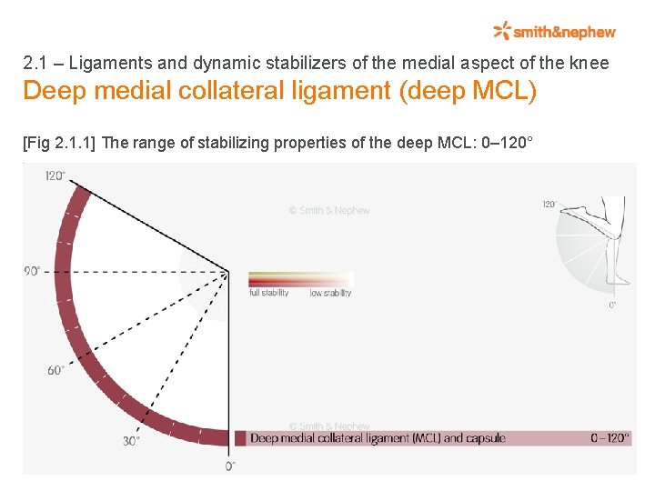 2. 1 – Ligaments and dynamic stabilizers of the medial aspect of the knee