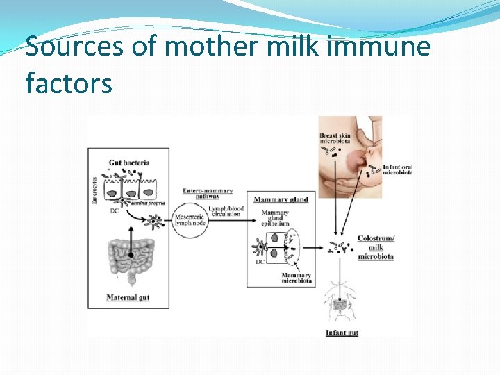 Sources of mother milk immune factors 