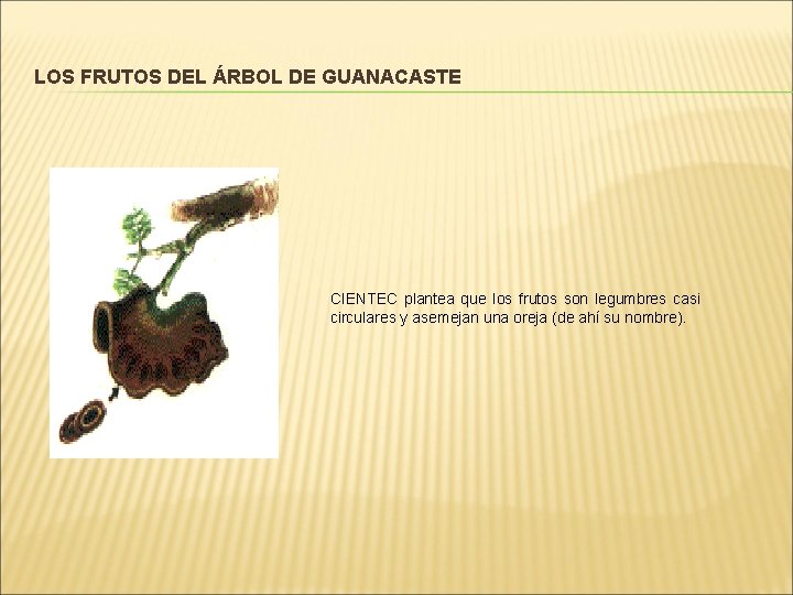 LOS FRUTOS DEL ÁRBOL DE GUANACASTE CIENTEC plantea que los frutos son legumbres casi