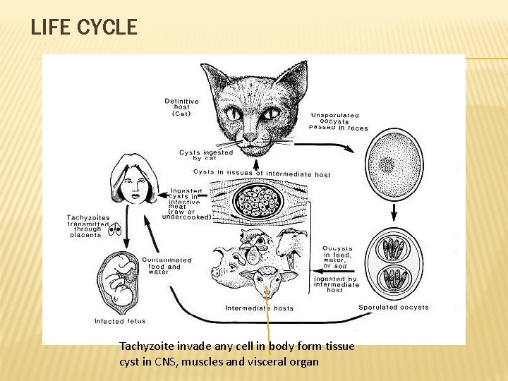 LIFE CYCLE Tachyzoite invade any cell in body form tissue cyst in CNS, muscles