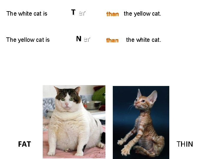 The white cat is The yellow cat is FAT T er N er the