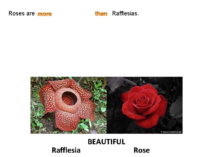 Roses are Rafflesias. Rafflesia BEAUTIFUL Rose 