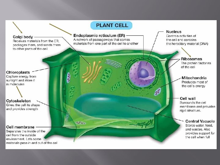 CHAPTER 5 CELL STRUCTURE AND FUNCTION VOCABULARY CELL