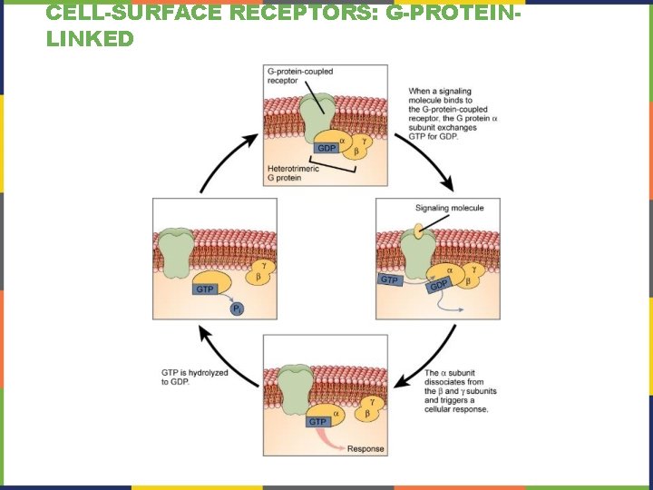 CELL-SURFACE RECEPTORS: G-PROTEINLINKED 