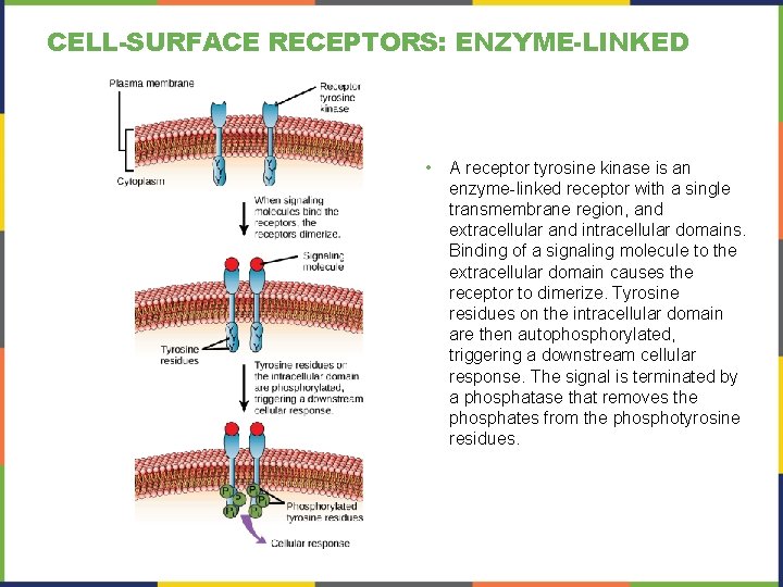 CELL-SURFACE RECEPTORS: ENZYME-LINKED • A receptor tyrosine kinase is an enzyme-linked receptor with a