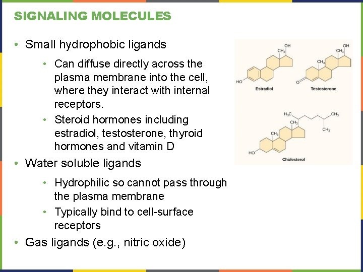 SIGNALING MOLECULES • Small hydrophobic ligands • Can diffuse directly across the plasma membrane