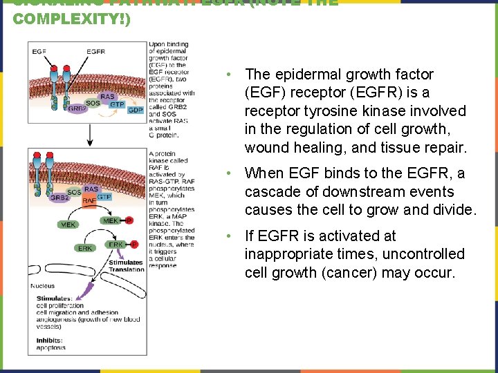 SIGNALING PATHWAY: EGFR (NOTE THE COMPLEXITY!) • The epidermal growth factor (EGF) receptor (EGFR)