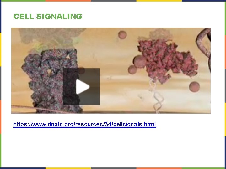 CELL SIGNALING https: //www. dnalc. org/resources/3 d/cellsignals. html 