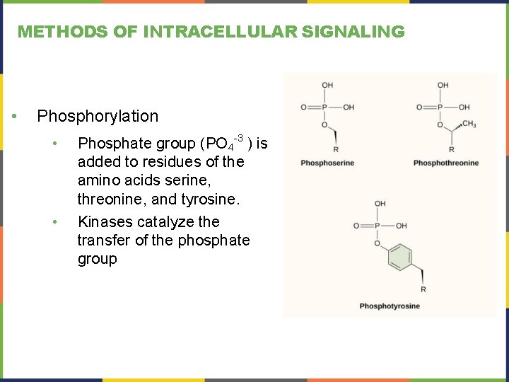 METHODS OF INTRACELLULAR SIGNALING • Phosphorylation • • Phosphate group (PO 4 -3 )