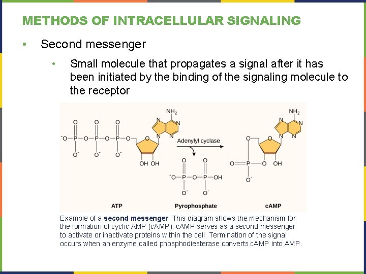 METHODS OF INTRACELLULAR SIGNALING • Second messenger • Small molecule that propagates a signal