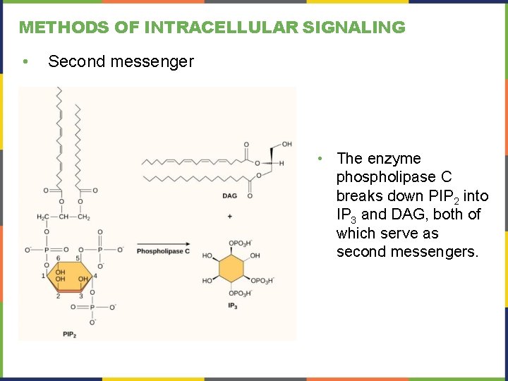 METHODS OF INTRACELLULAR SIGNALING • Second messenger • The enzyme phospholipase C breaks down