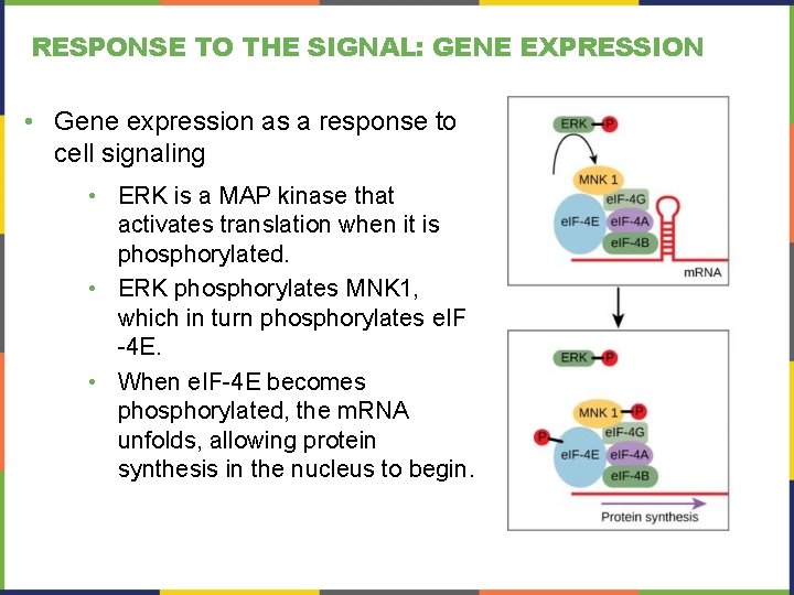 RESPONSE TO THE SIGNAL: GENE EXPRESSION • Gene expression as a response to cell