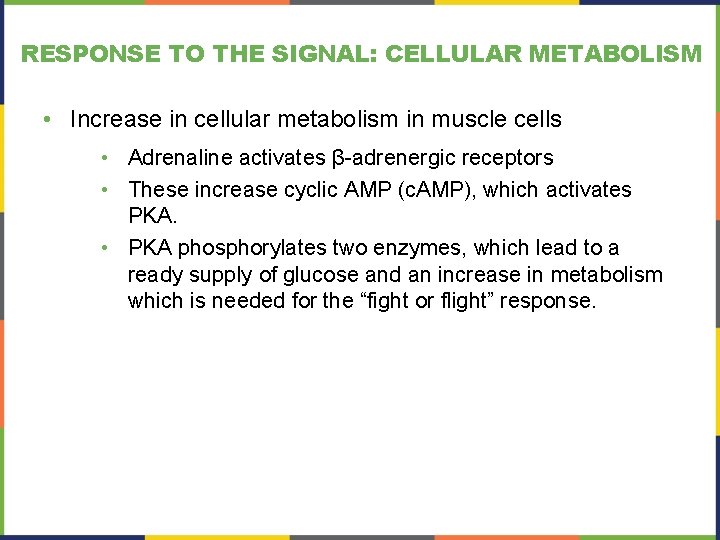 RESPONSE TO THE SIGNAL: CELLULAR METABOLISM • Increase in cellular metabolism in muscle cells