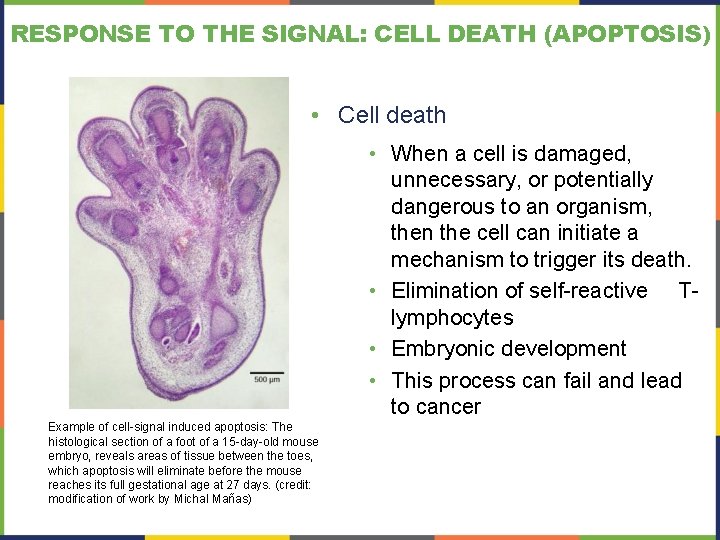 RESPONSE TO THE SIGNAL: CELL DEATH (APOPTOSIS) • Cell death • When a cell