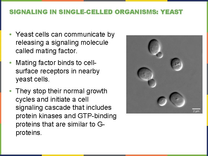 SIGNALING IN SINGLE-CELLED ORGANISMS: YEAST • Yeast cells can communicate by releasing a signaling